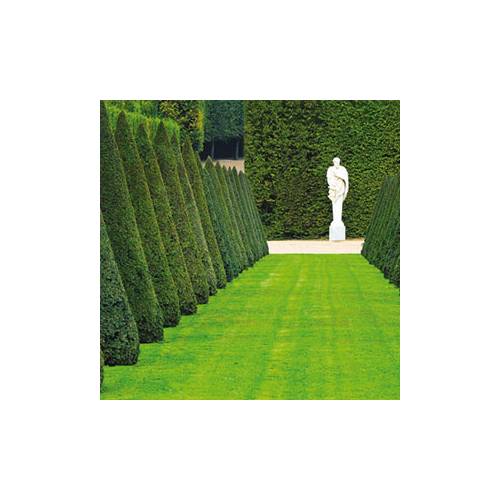 Csped Prestigio - 5kg - 200m2