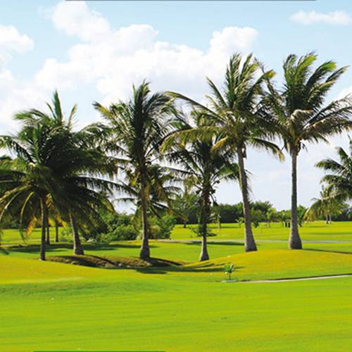 C�sped Terrenos secos - 10 kg - 350m2