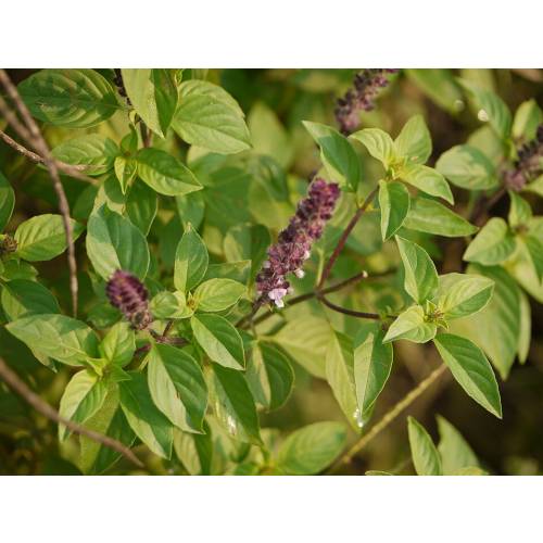 Albahaca Canilla - Semillas