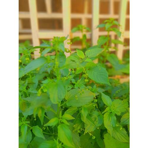 Albahaca Lim�n - Semillas