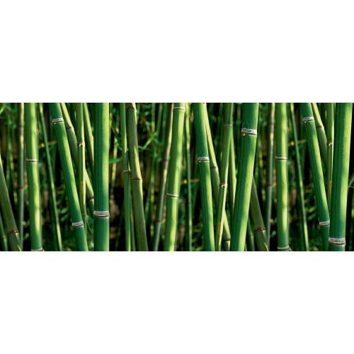 Poster Bamboos