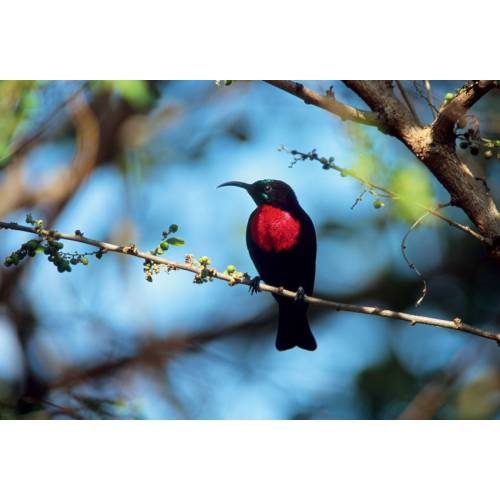 Cuadro para exteriores - Pájaro Rojo