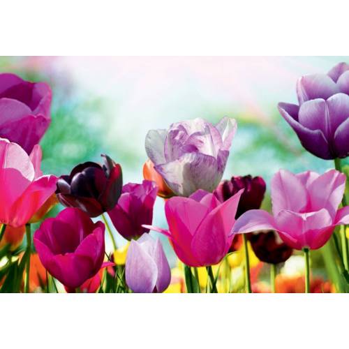 Cuadro para exteriores - Tulipa