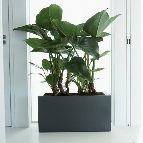 Pure Square Long  39x79 A40  Blanco  Elho