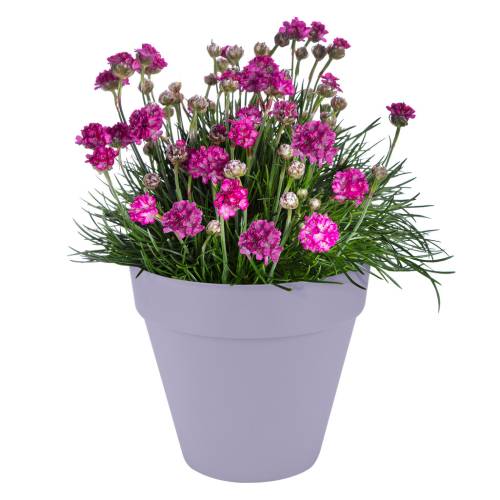 Loft Urban Round  D.40 A.35  Lila Lavanda  Elho