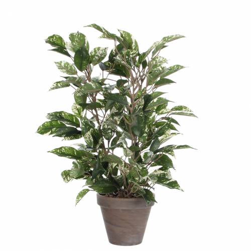 Planta Artificial - Ficus Natasia - MICA