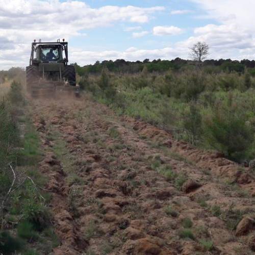 Aplicacin fertilizantes plantaciones forestales
