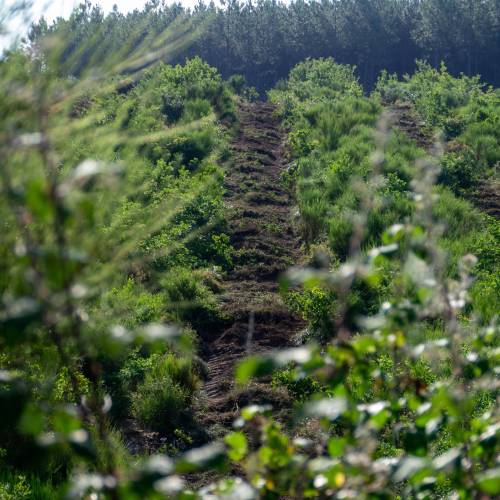 Trituracin forestal