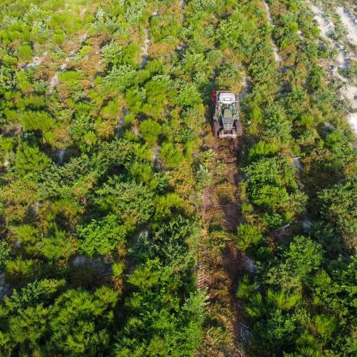 Trituracin forestal