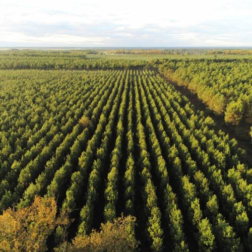 Desbroce forestal