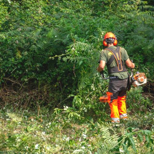 Desbroce forestal