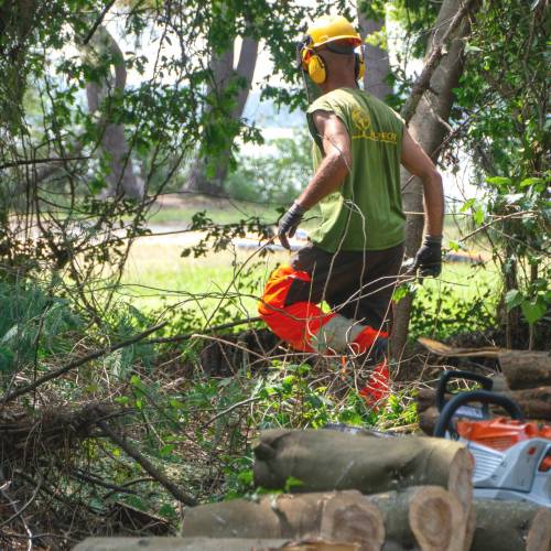 Desbroce forestal