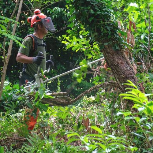 Desbroce forestal