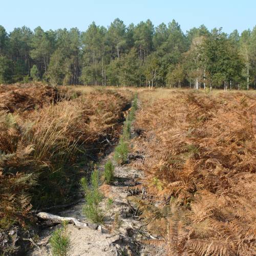 Clareo de plantas jvenes forestales