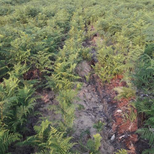 Clareo de plantas jvenes forestales