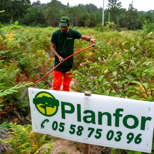 Clareo de plantas jvenes forestales