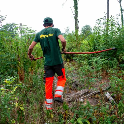 Clareo de plantas jvenes forestales
