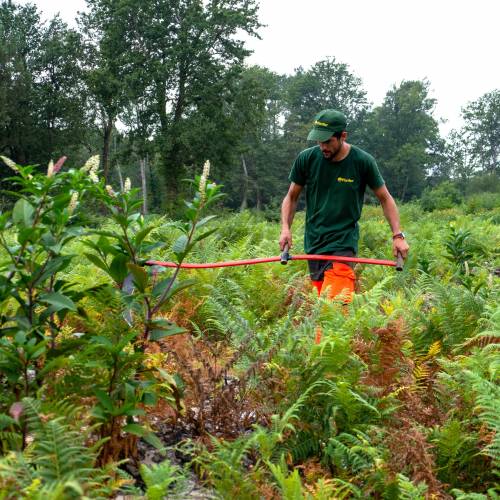 Clareo de plantas jvenes forestales