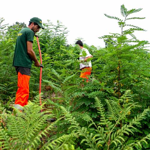 Clareo de plantas jvenes forestales