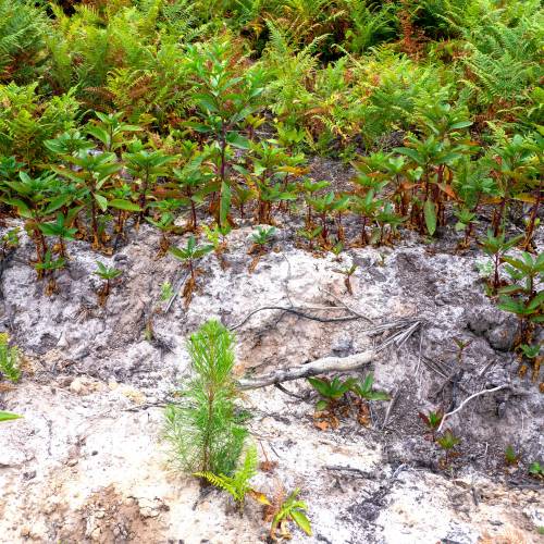 Clareo de plantas jvenes forestales