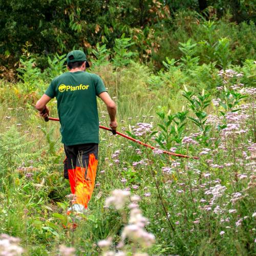 Clareo de plantas jvenes forestales