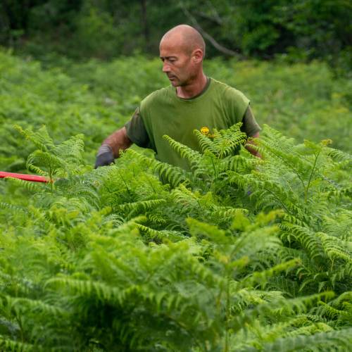 Clareo de plantas jvenes forestales