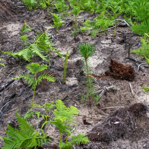 Clareo de plantas jvenes forestales