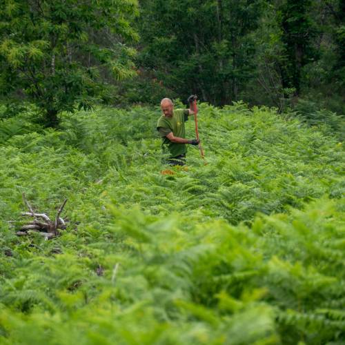 Clareo de plantas jvenes forestales