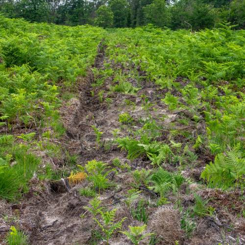 Clareo de plantas jvenes forestales