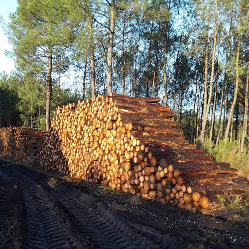 Gestor Forestal Profesional (GFP)