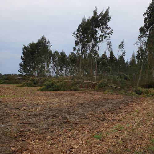 Gestor Forestal Profesional (GFP)