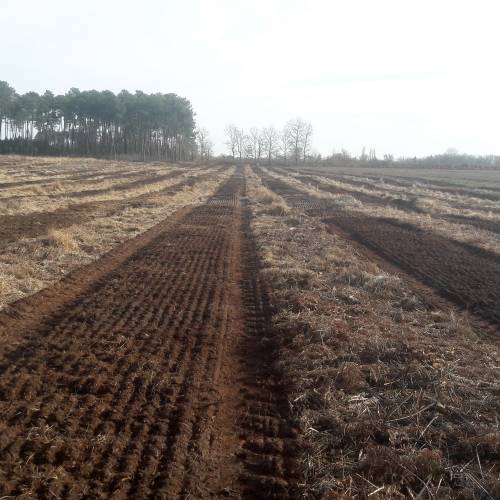 Labranza forestal
