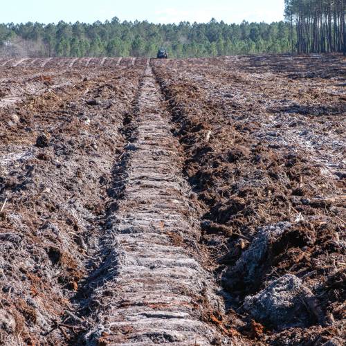Labranza forestal