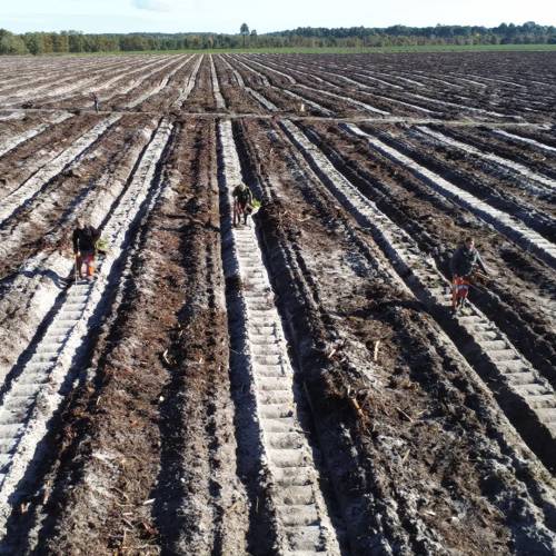 Plantacin forestal