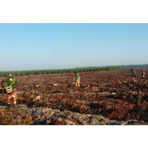 Plantacin forestal