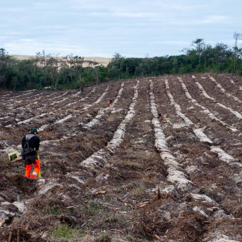 Plantacin forestal