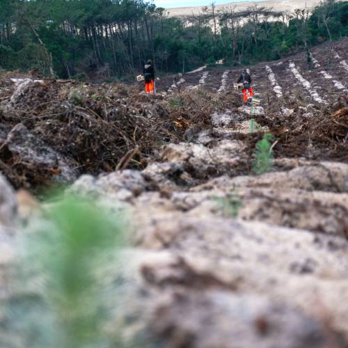 Plantacin forestal