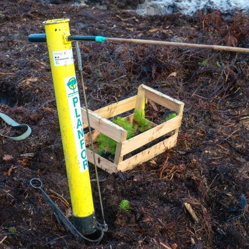 Plantacin forestal