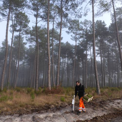 Plantacin forestal