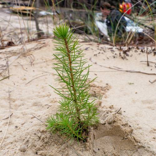 Plantacin forestal