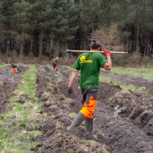 Plantacin forestal