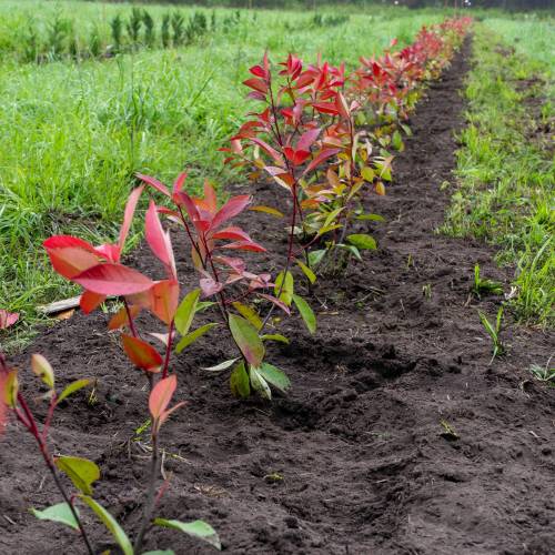 Plantacin forestal