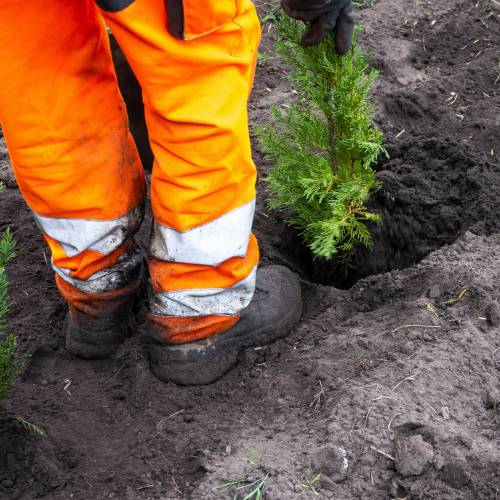 Plantacin forestal