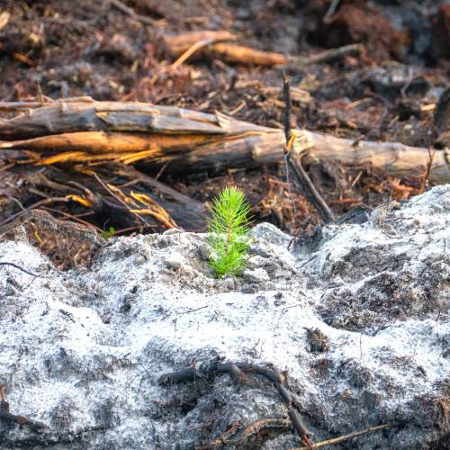 Plantacin forestal