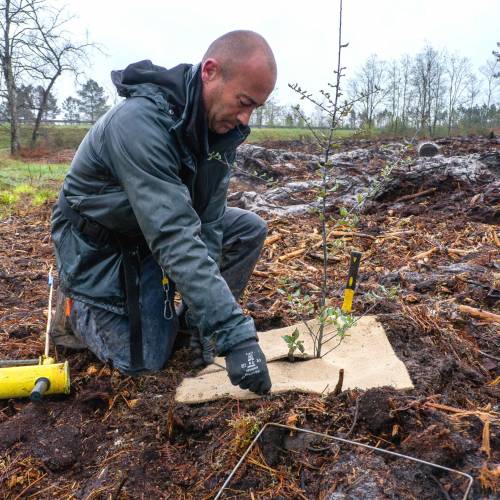 Plantacin forestal