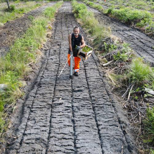 Plantacin forestal