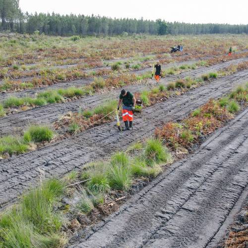 Plantacin forestal