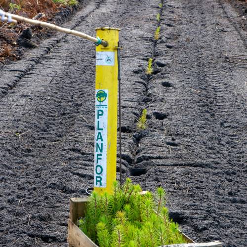 Plantacin forestal
