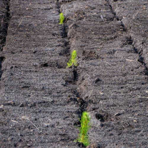 Plantacin forestal