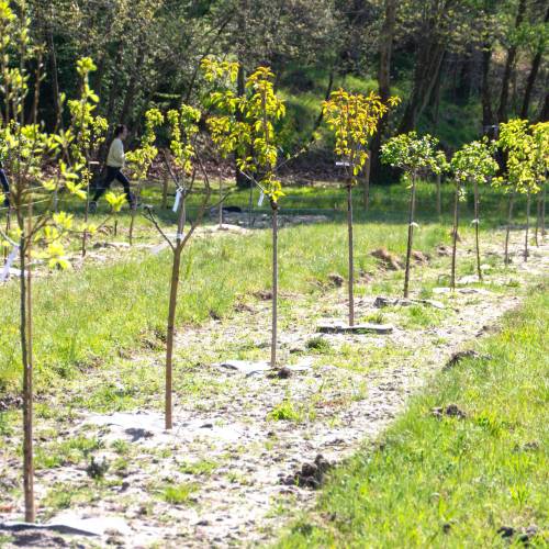 Plantacin forestal